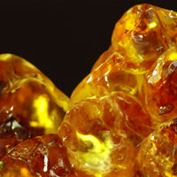 Image of Amber stones