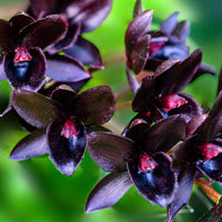 Image of Black Orchid Flowers