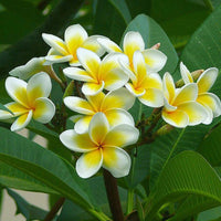 Image of Champak Flowers