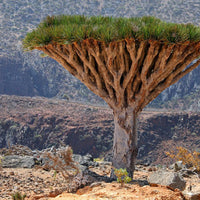 Image of a Dragons Blood Tree