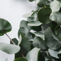 Image of Eucalyptus Leaves