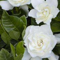 Image of Gardenia Flowers