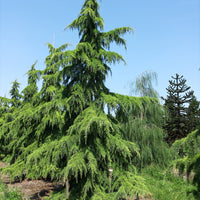 Image of a Himalayan Cedar Tree