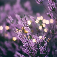 Image of Lavender Flowers