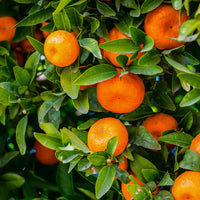 Image of Mandarin Tree