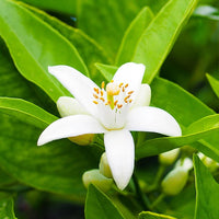 Image of a Neroli Flower