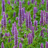 Image of Patchouli Plant