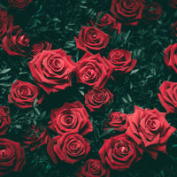 Image of Red Roses