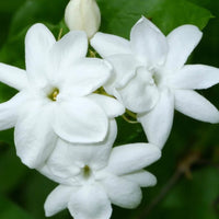 Image of Sambac Jasmine Flower