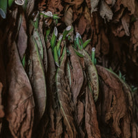 Image of Tobacco Leaves