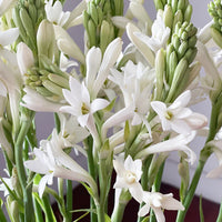 Image of Tuberose Flowers