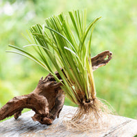 Image of a Vetiver Root