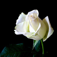 Image of a White Rose