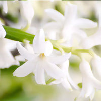 Image of Ylang-Ylang Flowers